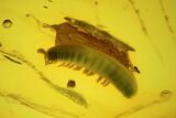 mm Fossil Millipede (Polyxenidae) In Baltic Amber #123404-1